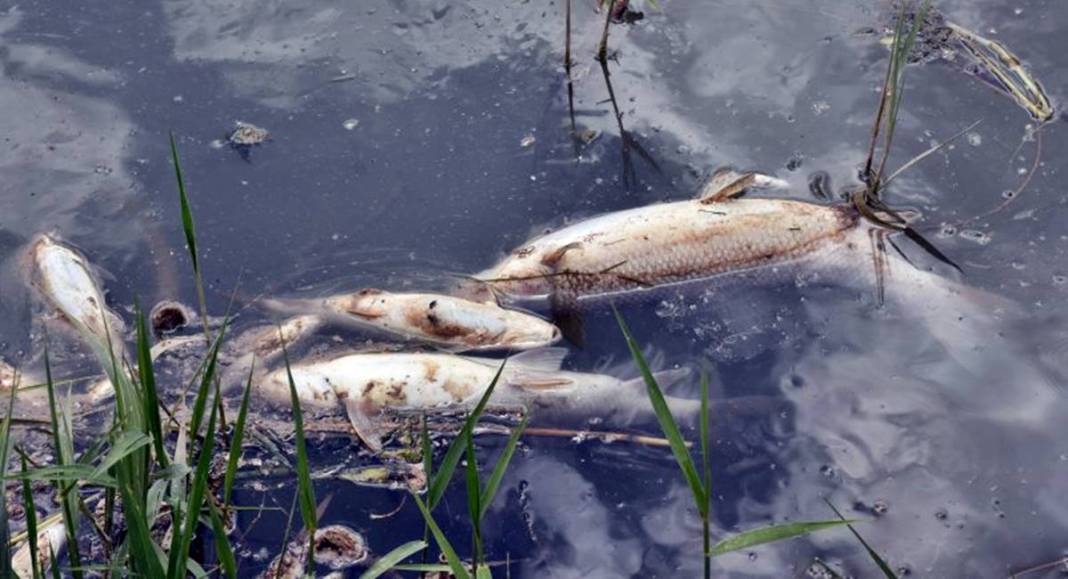 O kentteki korkutan görüntülere inceleme! Bakanlık yetkilileri bölgeye gönderildi 7